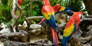Zoo musiało rozdzielić pięć niesfornych papug Foto: kolorowe papugi