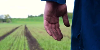 Pracowali przy zbiorach truskawek we Włoszech. "Spalili ich, kiedy upomnieli się o pieniądze"